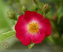 Flowers & Gardens